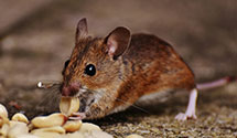 24 Hour & Emergency Exterminators in Rosston, OK
